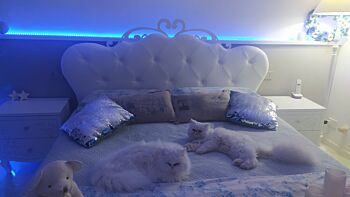 Letto matrimoniale elegante con fregio a cuore e testata imbottita,  Bianco 