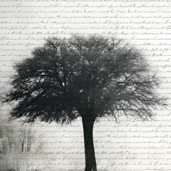 carta da parati albero online