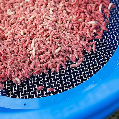 Setaccio Verde, Blu o Nero preston